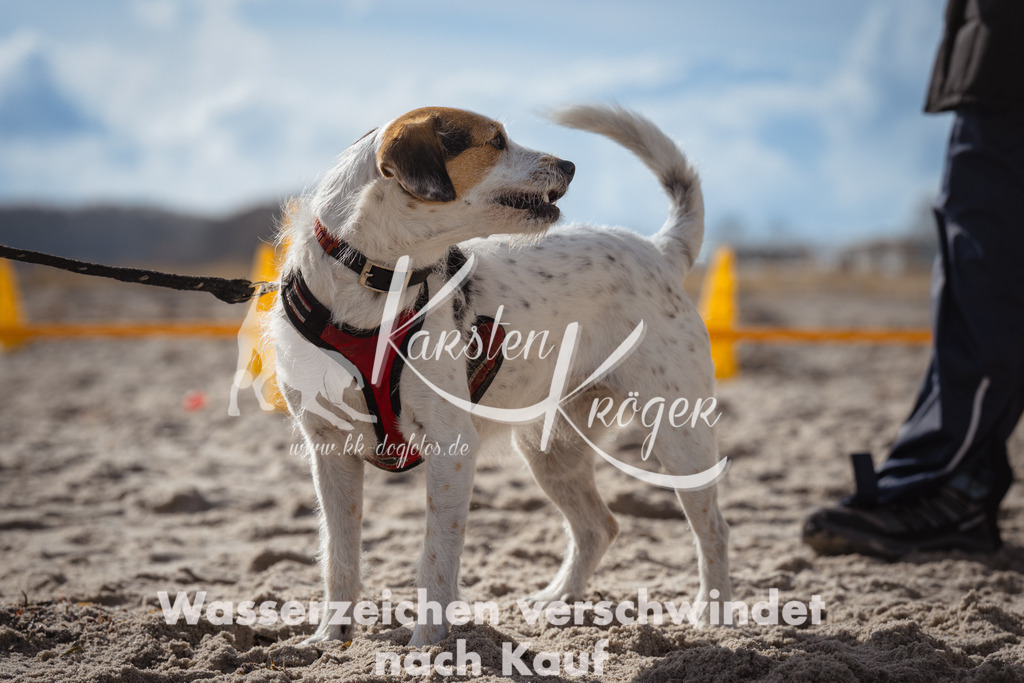 1311_ZZ90708 | kk-dogfotos