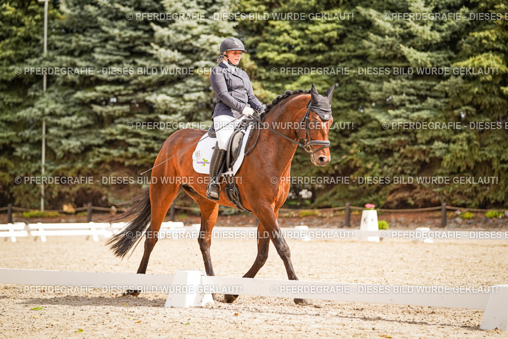 DSC01647 | Pferdegrafie