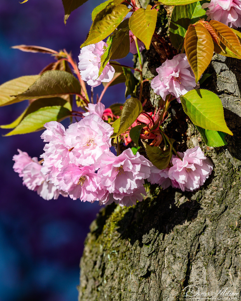 DSC_8557 2 | Fotografien, Fotos und Bilder aus Mainz, Frankfurt, Wiesbaden und anderen Orten auf der Welt - Fotografiert von Darius Metzner