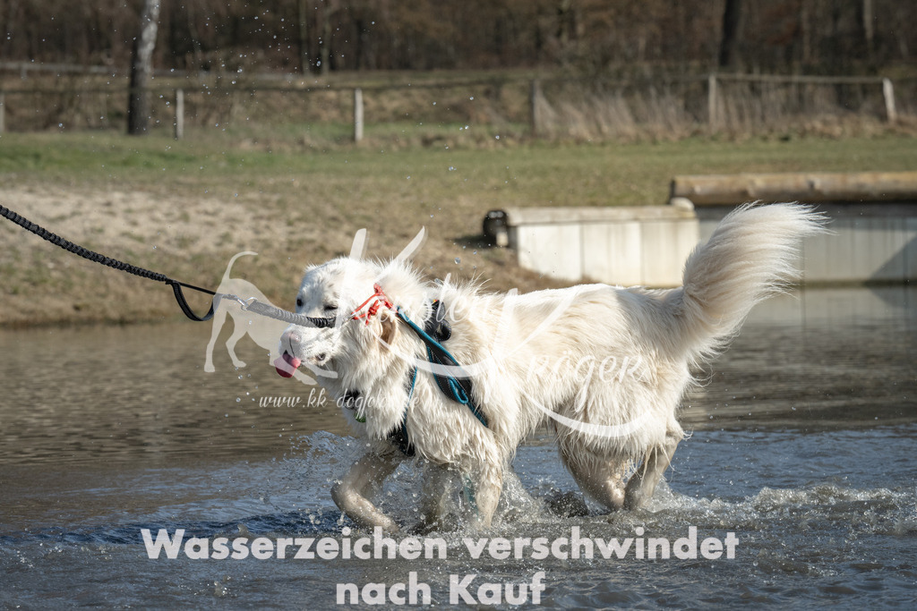 1335_ZZ97354 | kk-dogfotos