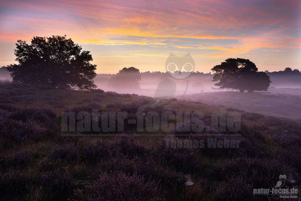 R5NF3267-20230819 | Der Bildershop von www.natur-focus.de bietet ihnen den einfachen Kauf von Bildmaterial per Download aus allen Bereichen der Natur. In den Galerien finden sie Landschaftsfotos, Tierbilder und natürlich auf Pflanzenfotos. - Realisiert mit Pictrs.com