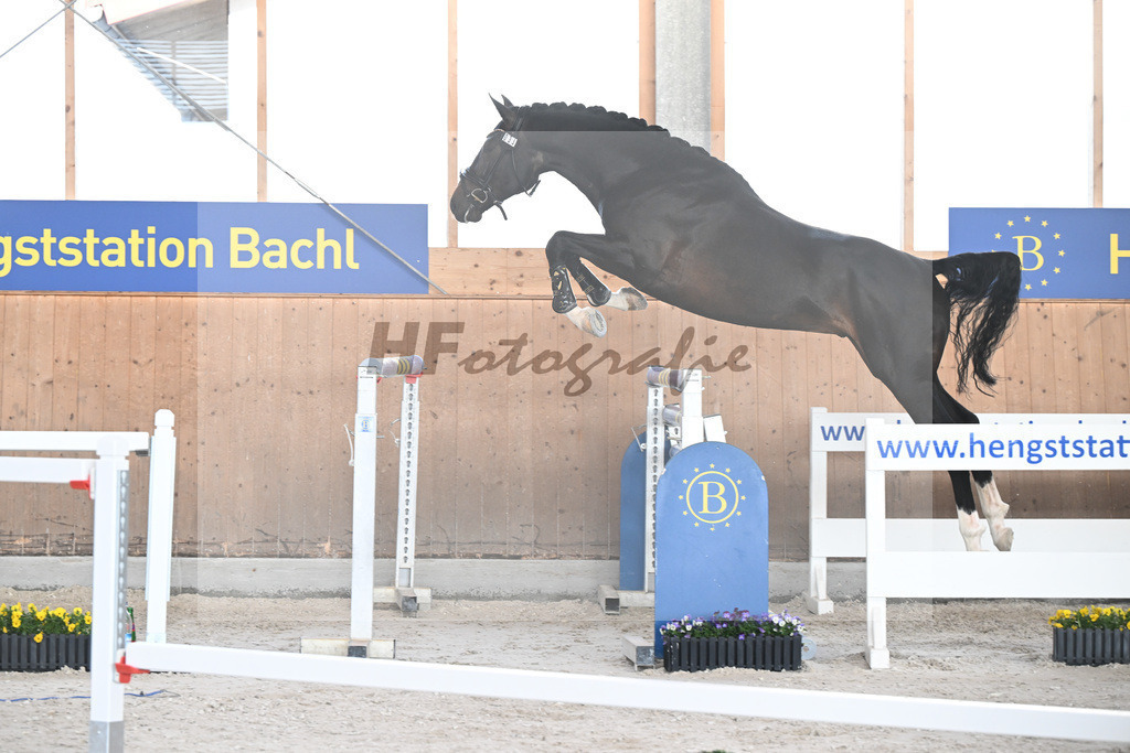 Kat-Nr. 33 El Pablo v. El Barone 111 Z_Schaefer_5250703 | hf-fotografie - Realizzato con Pictrs.com