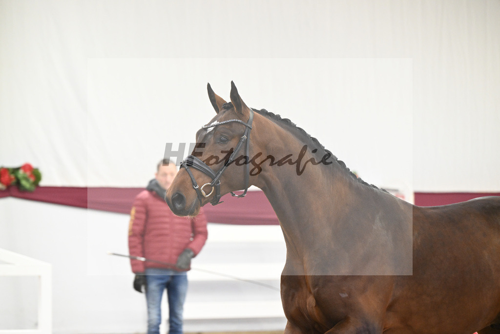 Kat-Nr. 3 Jasper x Carolus I_Klemens Zeil _47250051 | hf-fotografie - Realisiert mit Pictrs.com