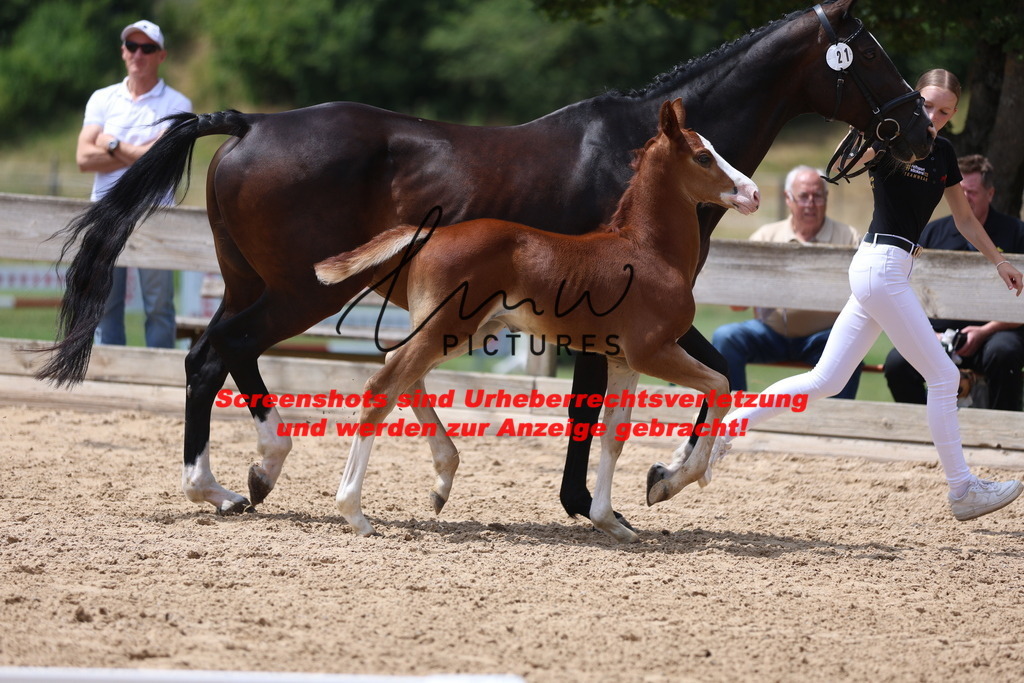 Fohlenschau_Schwäbisch_Hall_springbetonte_Fohlen_KN 21_2 | lmwpictures - Realisiert mit Pictrs.com