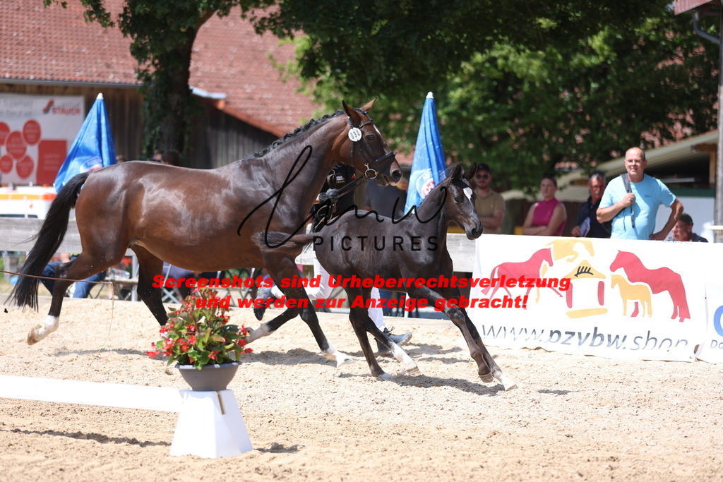 Fohlenschau_Schwäbisch_Hall_springbetonte_Fohlen_KN 34_7 | lmwpictures - Realisiert mit Pictrs.com