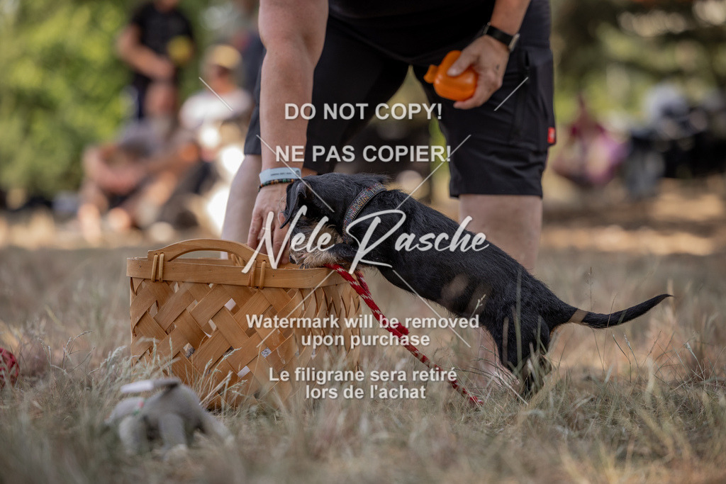 nelerasche_soDD2_17 | nelerasche