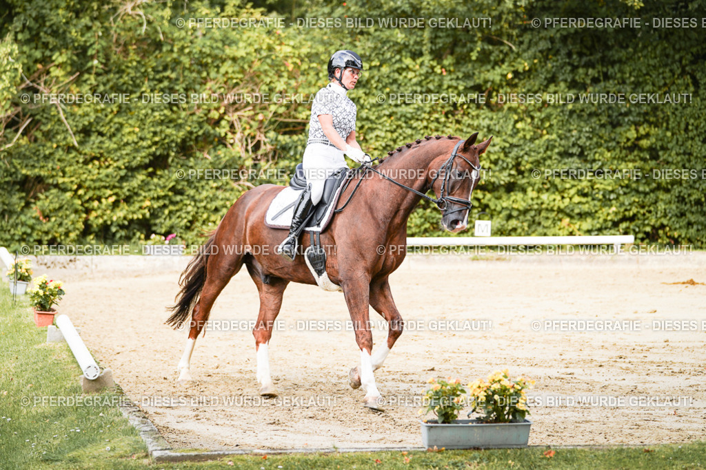 DSC01460 | Pferdegrafie