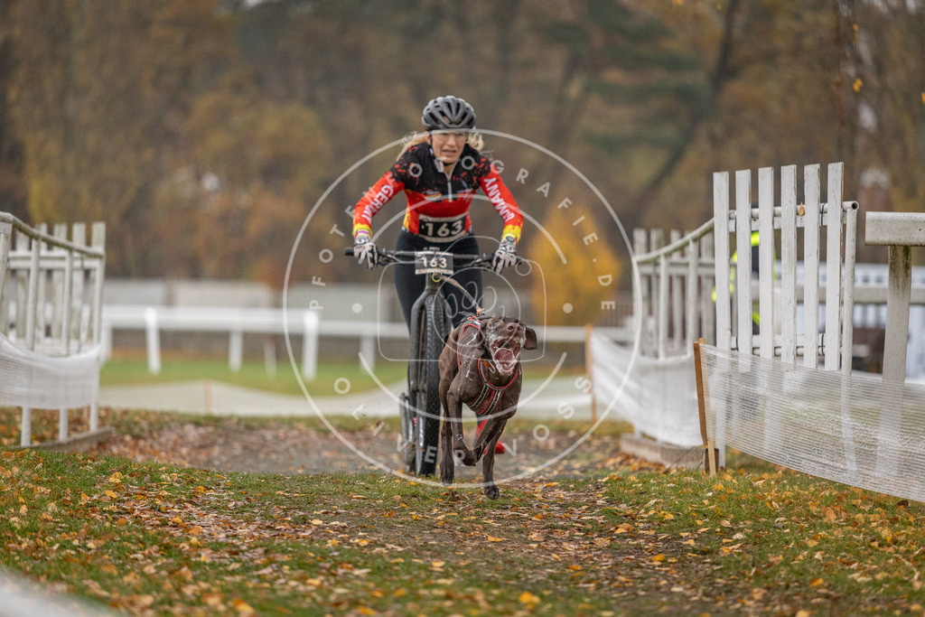 CaniXpix_DV3A7461 | Hundefotografie, Tierfotograf, Pfotenfotografie, Fotoshooting Hund, Hunde Portrait, Hundesport, Hundeportraits, Heideshooting, Hunde, Sportfotograf, Hundefotograf, Turnierhundsport, THS,  - Realisiert mit Pictrs.com