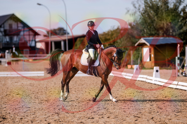 2026_10_03_Siefer-Hof_131846_Z81_66388779 | Professionelle Reitsport-, Turnier- und Eventfotografie von Robert Broda. Galerien mit ausgewählten und bearbeiteten Bildern direkt online ansehen und bestellen.