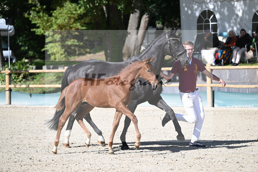 Fohlenauktion Next Chance_49220252 | hf-fotografie - Realisiert mit Pictrs.com