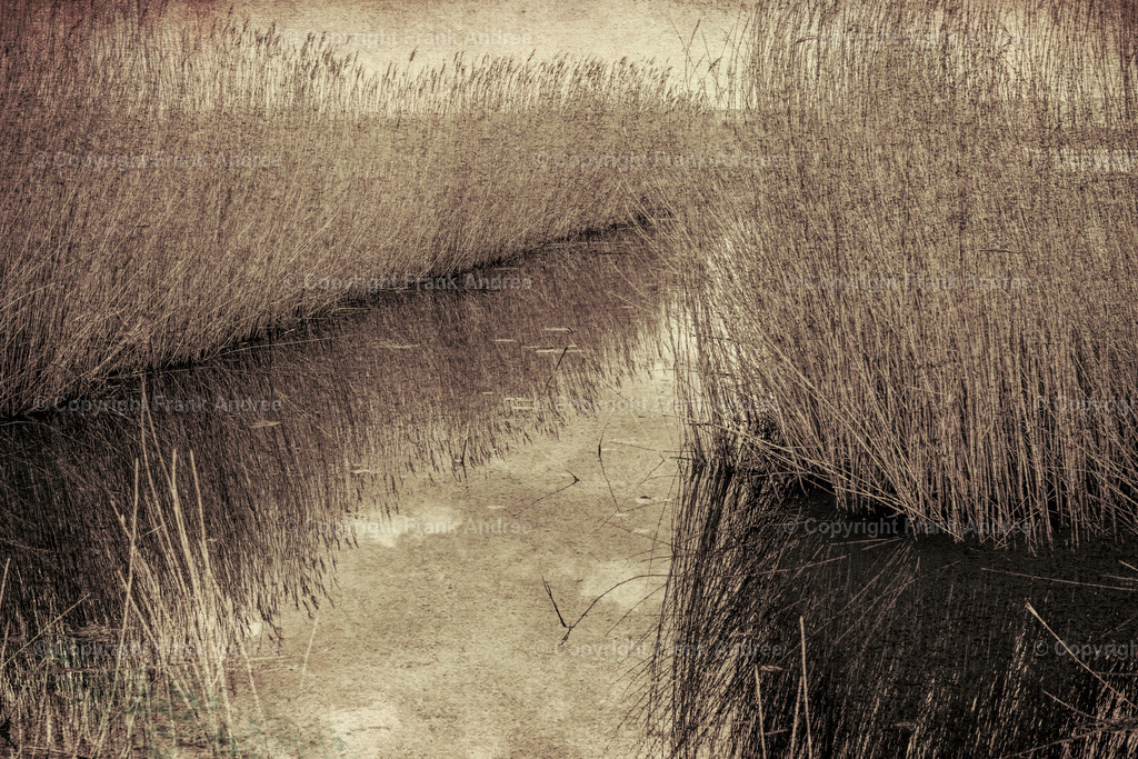 Wassergraben mit Schilf | Ein mit Schilfgras bewachsener Wassergraben im Esperstedter Ried.  - Realisiert mit Pictrs.com