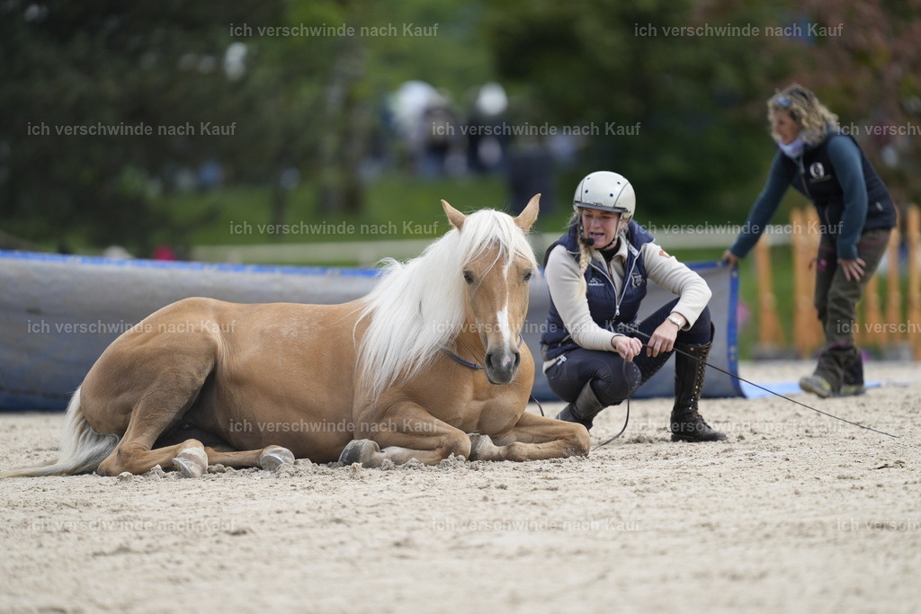 PI26_Show_Stoibphotography_A749284.JPG | working equitationturnier fotograf videograf stoibphotography marixx film working equitation deutschland reitsport turnierfotografie eventfotografie equestrian events