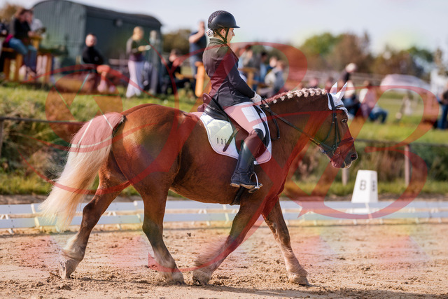 2026_10_03_Siefer-Hof_114149_Z81_85010643 | Professionelle Reitsport-, Turnier- und Eventfotografie von Robert Broda. Galerien mit ausgewählten und bearbeiteten Bildern direkt online ansehen und bestellen.