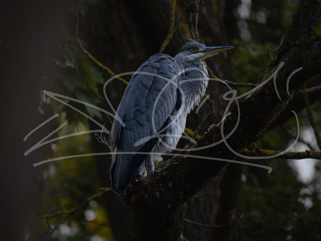 P7311240 | Naturschönheiten aus Deutschland. Pflanzen und Tiere, Insekten und Naturschauspiele. Alle schönen Details, die uns umgeben, fotografiert von Michi Moc.  - Realisiert mit Pictrs.com