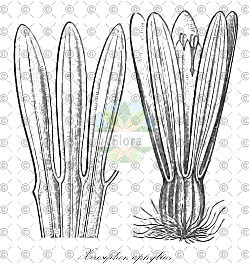 HistAbb_wfo-0000428247_2_ENZY_Simple | Historische Abbildung von Xerosiphon aphyllus - Amaranthaceae | Historical Illustration of Xerosiphon aphyllus - Amaranthaceae