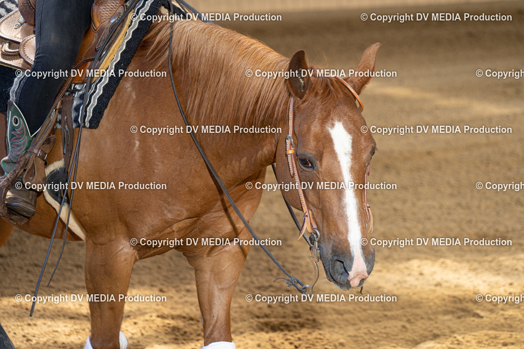 DSC00031 | dv-media-shop - Realisiert mit Pictrs.com