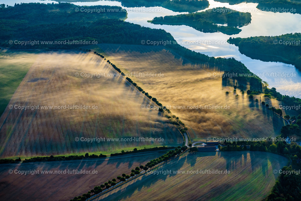 Kittlitz_Baureihe_im_Nebel_Im_Sonnenaufgang_ELS_6502100822 | SALEM 10.08.2022 Felder Allee im Morgennebel in Salem im Bundesland Schleswig-Holstein, Deutschland. // Fields avenue in the morning fog in Salem in the state Schleswig-Holstein, Germany. Foto: Martin Elsen