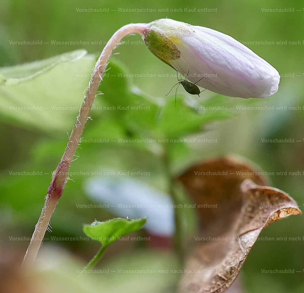 Winziges Leben | Käfer auf dem Buschwindröschen - Realisiert mit Pictrs.com