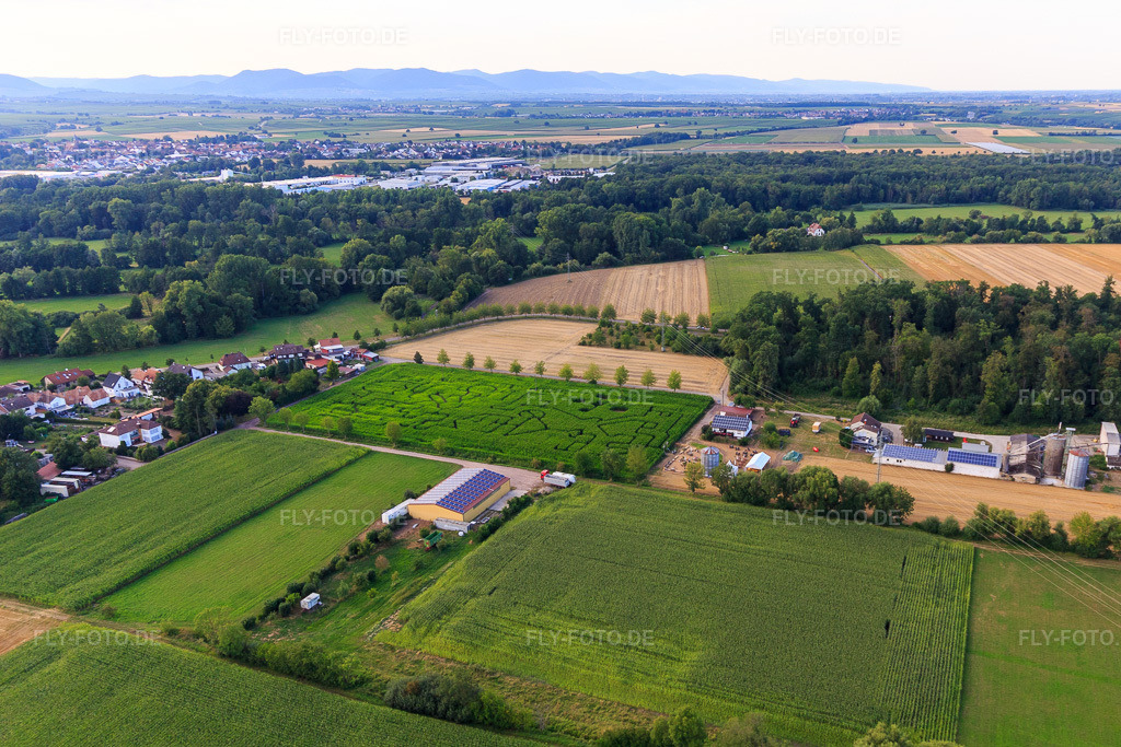 Luftbild: Maislabyrinth am Seehof in Steinweiler im Bundesland Rheinland-Pfalz in Deutschland. Foto: IMG_109020.jpg vom 19.07.2018 durch Werner Riehm/FLY-FOTO.de
