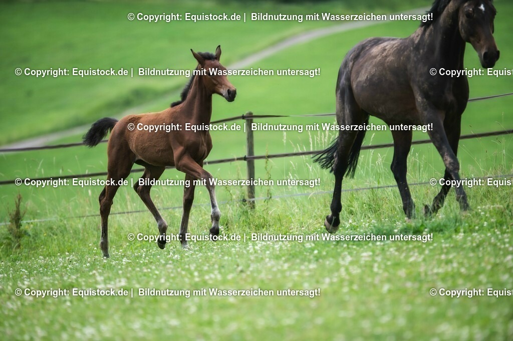 20210623_Fohlen_0484 | Foto: Thomas Hartig