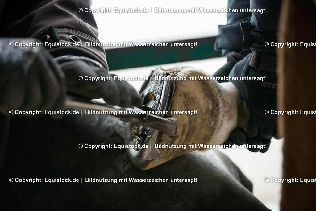 20150206_Hufschmied_0001 | equistock