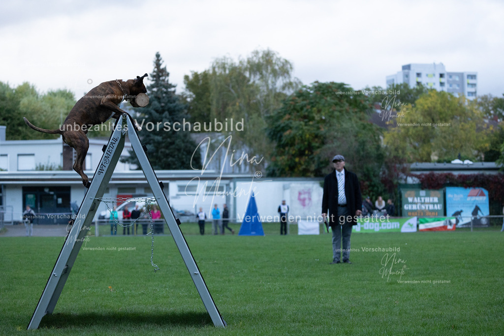 _16A4477 | Einzigartige Fotos von Hunden & Menschen –Actionfotos, Portraits, Vereinsaufnahmen & Paarshootings – authentisch, lebendig & mit Herz.