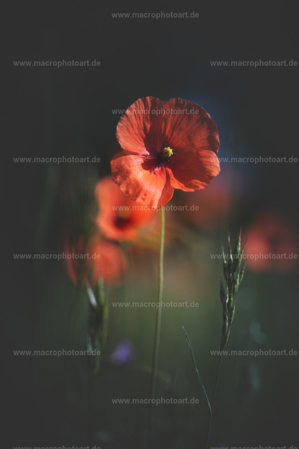 Mohnblume | eine weit geöffnete Mohnblüte - Realisiert mit Pictrs.com