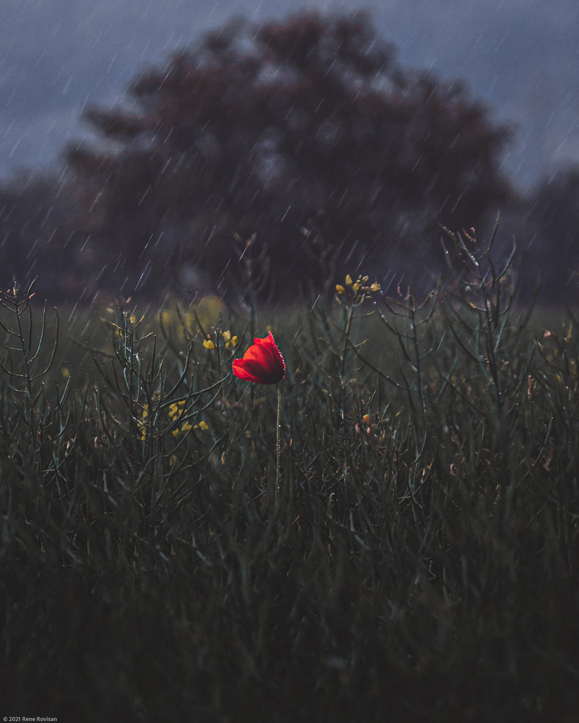 _DSC3609-Edit_191044442038034 | renerovisanfotoart.com