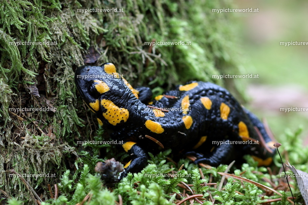 Feuersalamander-042 | Das Bilderarchiv über Tiere, Planzen und Landschaften. In der Bilddatenbank finden Sie ein große Auswahl an hochwertigen Bilder für Ihre Werbung - Realisiert mit Pictrs.com