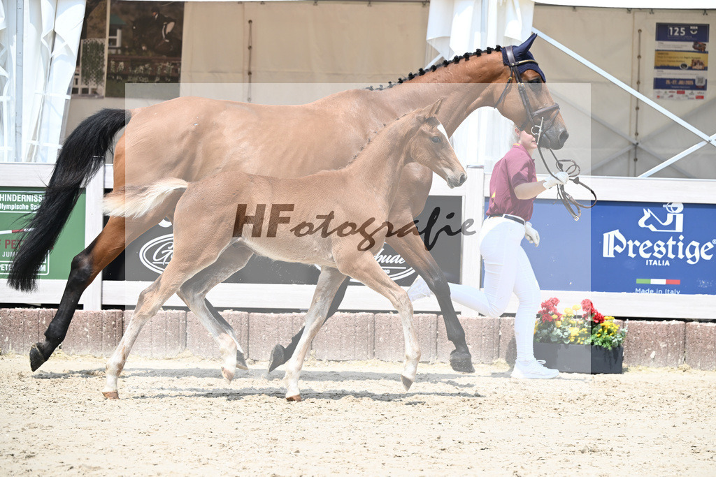 Zirocco Blue x Casall_HF_Simonet_12250823 | hf-fotografie - Realisiert mit Pictrs.com