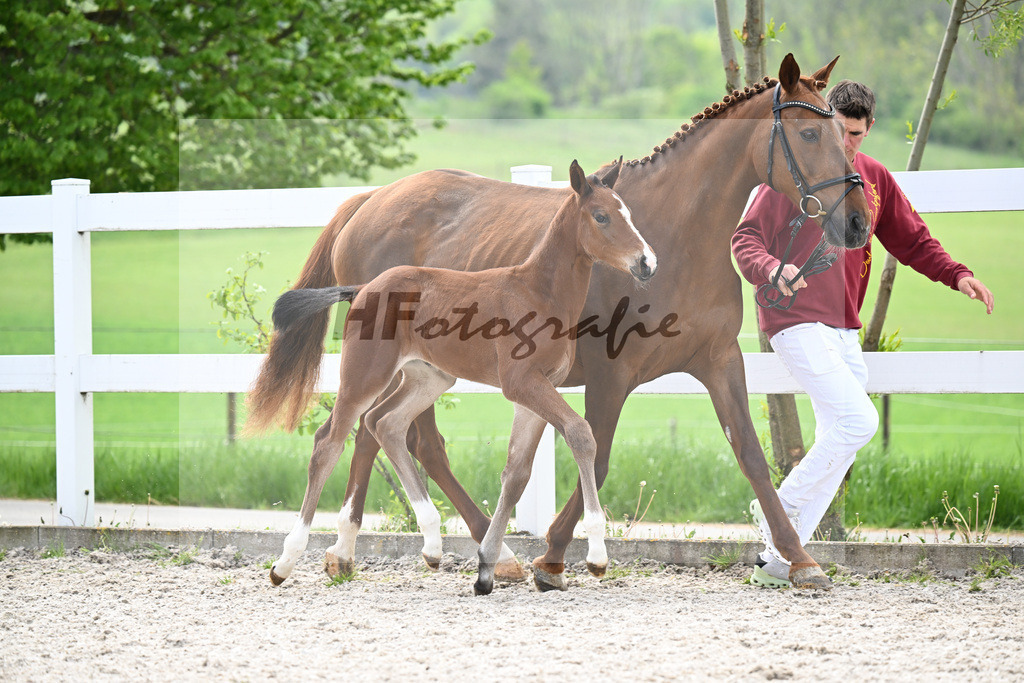 Emerald x Casall_HF_Schuster_8250377 | hf-fotografie - Realisiert mit Pictrs.com