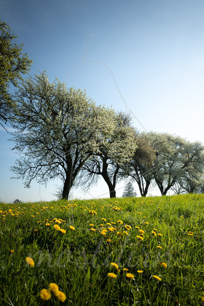 Birnbaumblüte in voller Pracht | Bei Veröffentlichung des Bildes ist eine Namensnennung wie folgt erforderlich: Foto: Mostdirn Irmgard Wieser - Realisiert mit Pictrs.com