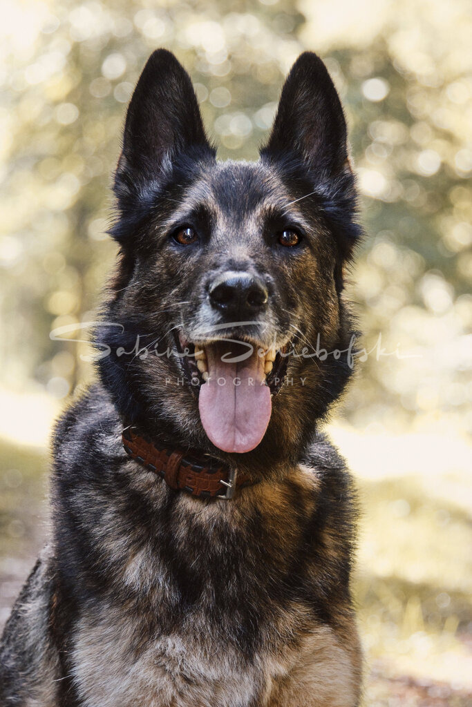 Flash_23-09-172023_09_17_DSCF1401 | People- und Tierfotografie, Imageaufnahmen, Veranstaltungsfotografie und Wandbilder aus der Natur ★ Made in Germany ✔️ Druck + Downloads ✔️ Naturfotografie in Top Qualität ★ schneller Versand, weltweite Lieferung! - Realisiert mit Pictrs.com