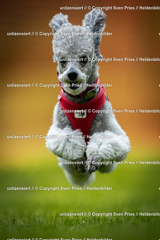 Sven Pries | 2025-09-21 - Hunderennen Baden-Oos - Realisiert mit Pictrs.com