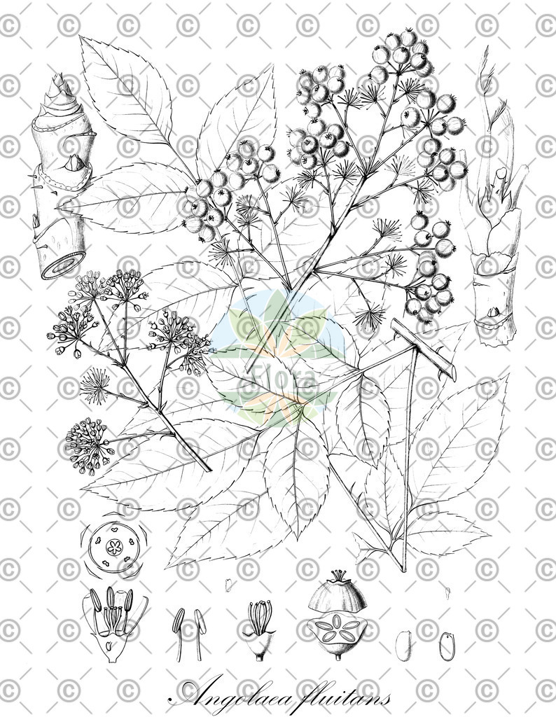 HistAbb_wfo-0000536542_446_ENZY_Simple | Historische Abbildung von Angolaea fluitans - Podostemaceae | Historical Illustration of Angolaea fluitans - Podostemaceae