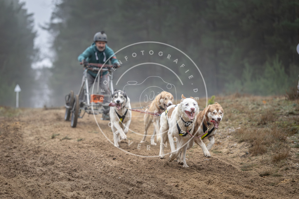 Pfotenfotografie_DV3A0710 | Hundefotografie, Tierfotograf, Pfotenfotografie, Fotoshooting Hund, Hunde Portrait, Hundesport, Hundeportraits, Heideshooting, Hunde, Sportfotograf, Hundefotograf, Turnierhundsport, THS,  - Realisiert mit Pictrs.com