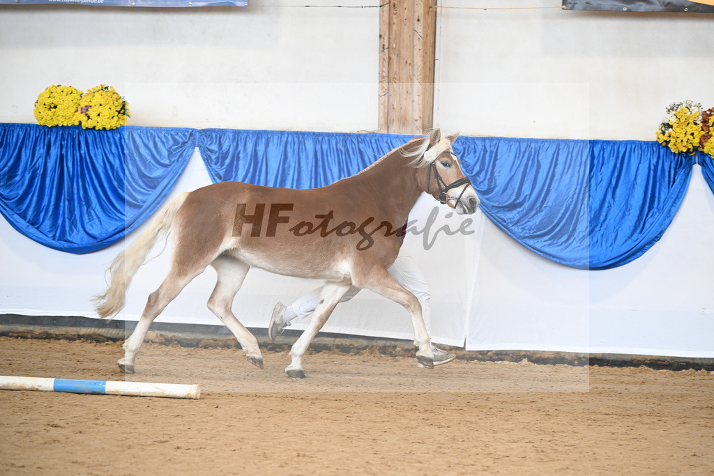 Bl. Band Kat-Nr. 1 Melodie v. Neustart_Haflingerhof Noack_48251225 | hf-fotografie - Realisiert mit Pictrs.com