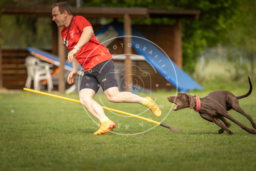 Pfotenfotografie_DV3A5285 | Hundefotografie, Tierfotograf, Pfotenfotografie, Fotoshooting Hund, Hunde Portrait, Hundesport, Hundeportraits, Heideshooting, Hunde, Sportfotograf, Hundefotograf, Turnierhundsport, THS,  - Realisiert mit Pictrs.com