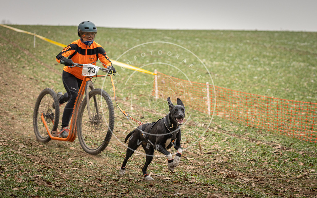 Pfotenfotografie_DV3A3761 | Hundefotografie, Tierfotograf, Pfotenfotografie, Fotoshooting Hund, Hunde Portrait, Hundesport, Hundeportraits, Heideshooting, Hunde, Sportfotograf, Hundefotograf, Turnierhundsport, THS,  - Realisiert mit Pictrs.com