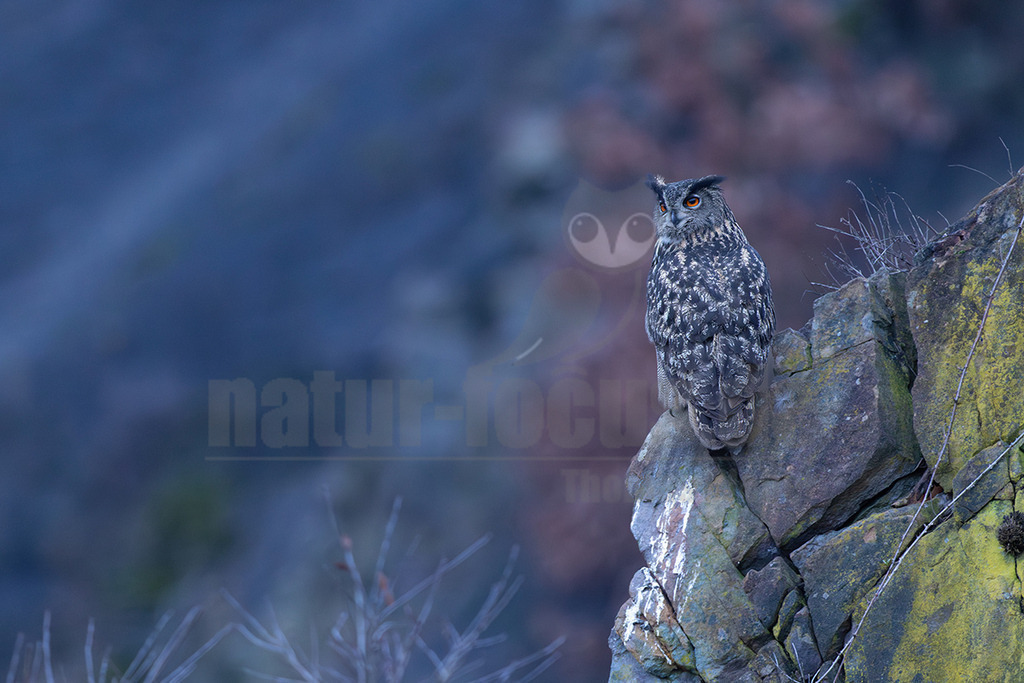 R5M23161_20260220 | Ein majestätischer Uhu (Bubo bubo) sitzt auf einem moosbewachsenen Felsen und blickt aufmerksam nach rechts. Sein Gefieder zeigt eine charakteristische Tarnzeichnung in Brauntönen und Grau, die ihn gut in die felsige Umgebung einfügt. Der Hintergrund ist unscharf und zeigt eine natürliche Landschaft mit gedämpften Farben. - Realisiert mit Pictrs.com