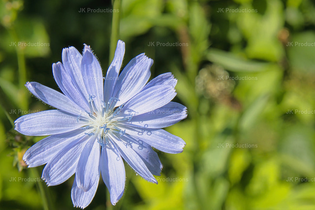 blueflower | Fotos, Fotos kaufen,  Fotos von Stadt und Land, Fotos von Tieren. - Realisiert mit Pictrs.com