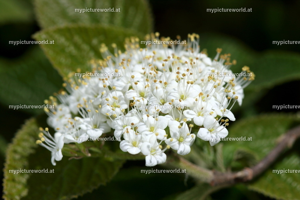 Wolliger Schneeball-003 | Das Bilderarchiv über Tiere, Planzen und Landschaften. In der Bilddatenbank finden Sie ein große Auswahl an hochwertigen Bilder für Ihre Werbung - Realisiert mit Pictrs.com