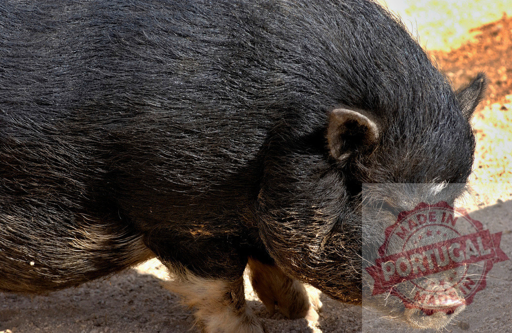 Black potbellied pig walking on dirt outdoors | Black potbellied pig with coarse hair walking on dry dirt under sunlight - Realisiert mit Pictrs.com