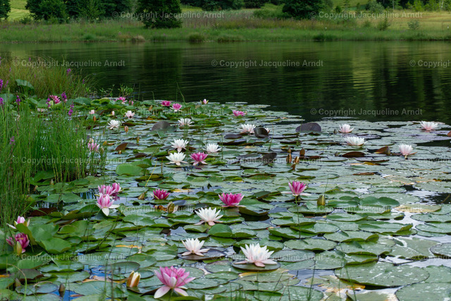 seerosen | Fotografie Photography Dresden Photoshooting  Fotoshooting Fotografin Dresdencity Bilder  Foto Dresdenvideos Kalender Postkarten Bilderdownload Portrait Hochzeitsfotografie Familienfotos Bewerbungsbilder Studiofotografie Fotograf Dresdenbilder Business - Realisiert mit Pictrs.com