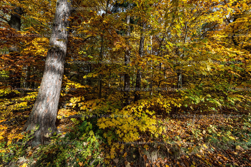 10049-4577 - Landschaftspark Degenershausen | Stockfoto und Bilderpool mit Bildmaterial aus Deutschland, dem Harz, Halberstadt, Quedlinburg, Wernigerode und weltweit. Qualitativ hochwertige und professionelle Fotos anschauen und kaufen. - Realisiert mit Pictrs.com
