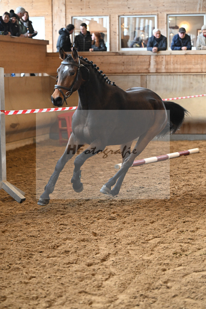 Kat-Nr. 29 Ari Z v. Adzaro de L Abbaye B_Friz_16250708 | hf-fotografie - Realisiert mit Pictrs.com