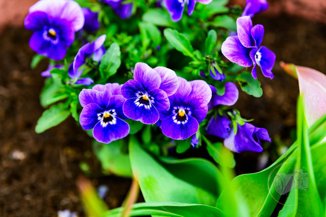 _DSC5393 | Shop für Prints Landschaftsfotografie Sächsische Schweiz Naturfotografie in Thüringen Fotos vom Findlingspark Nochten Kloster Sankt Marienstern Bilder Festung Königstein PanoramaRhododendronpark Kromlau FotogalerSchleswig-Holstein Küstenlandschaften