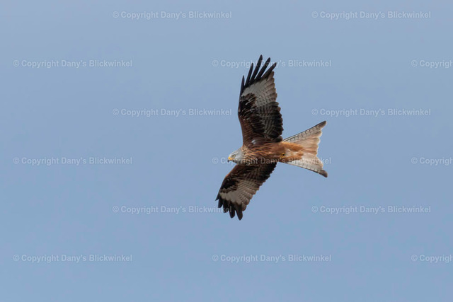 201771 | Tierfotografie, Tierkalender, Tierbilder, Insekten, Spinnen, Vögel, Schmetterling, Libellen, Leinwand, Colorkey, Qualität, Geschenkartikel, Geschenk - Realisiert mit Pictrs.com