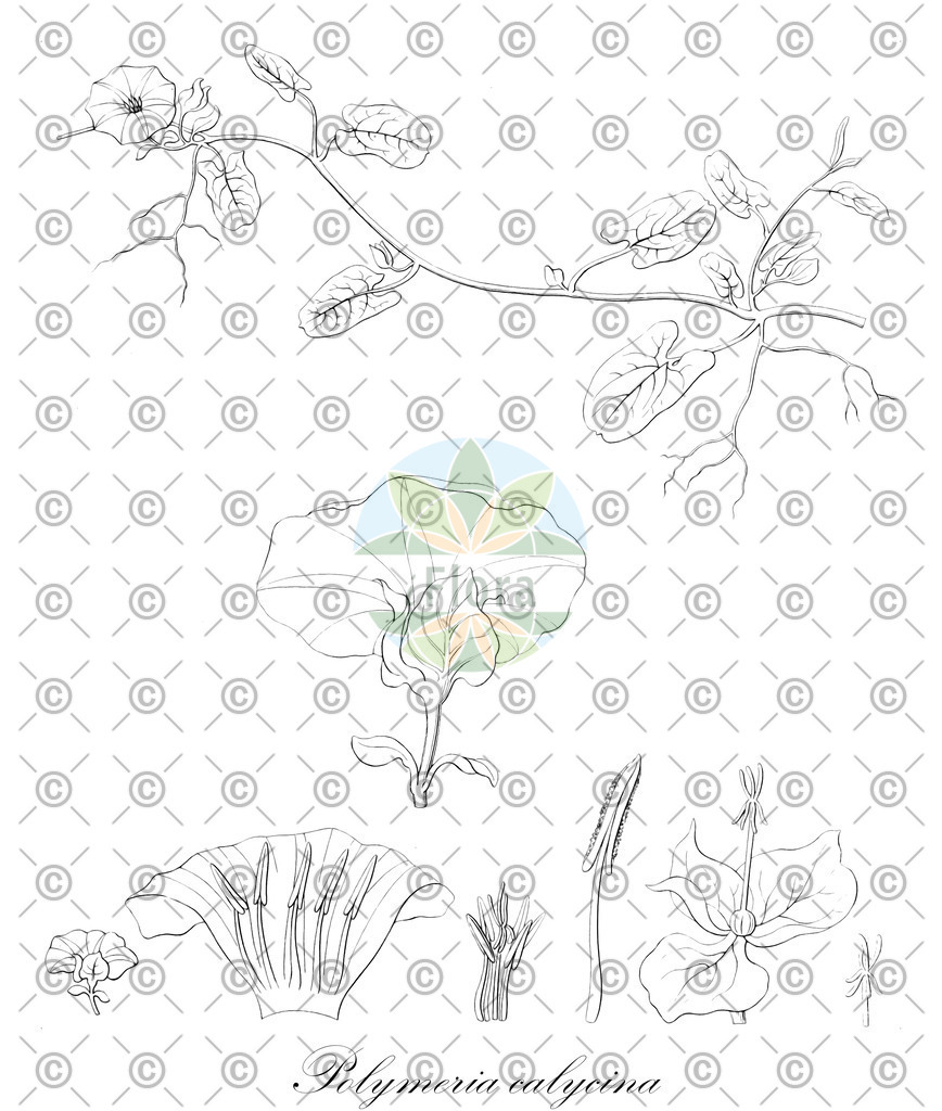 HistAbb_63N8P_1_ENZY_Simple | Historische Abbildung von Polymeria calycina - Convolvulaceae | Historical Illustration of Polymeria calycina - Convolvulaceae