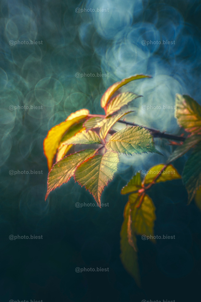 IMGC7915 | photobiest - Realisiert mit Pictrs.com